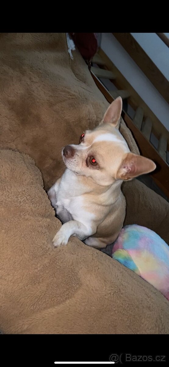 Čivava krátkosrstá - 2