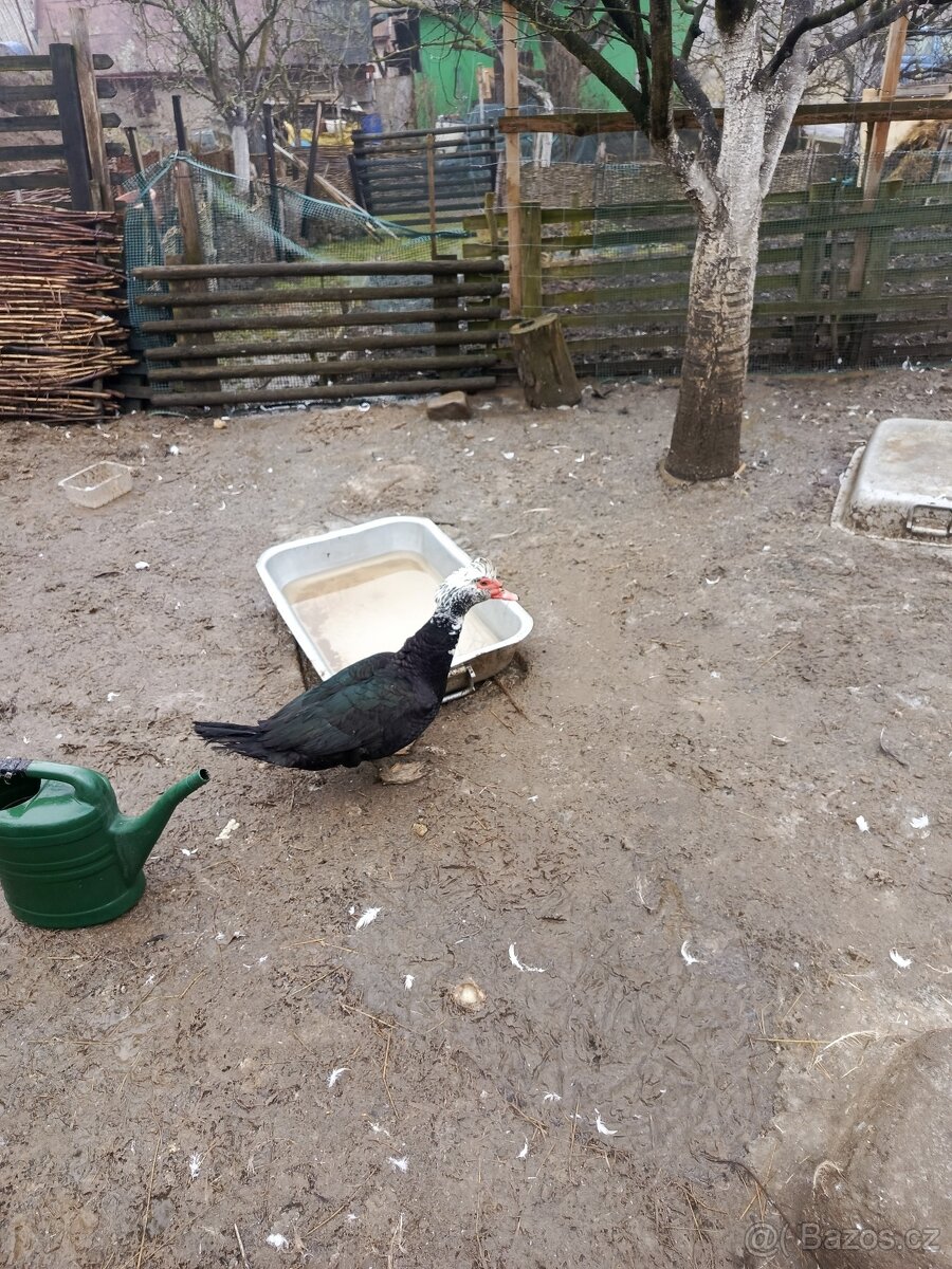 Kachna Pižmová - 2