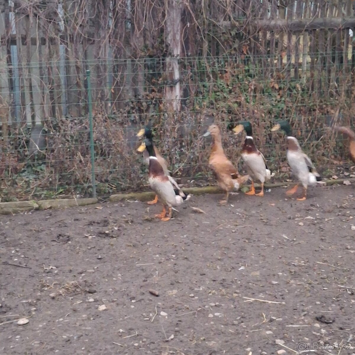 Prodám kačery Indického běžce - 2