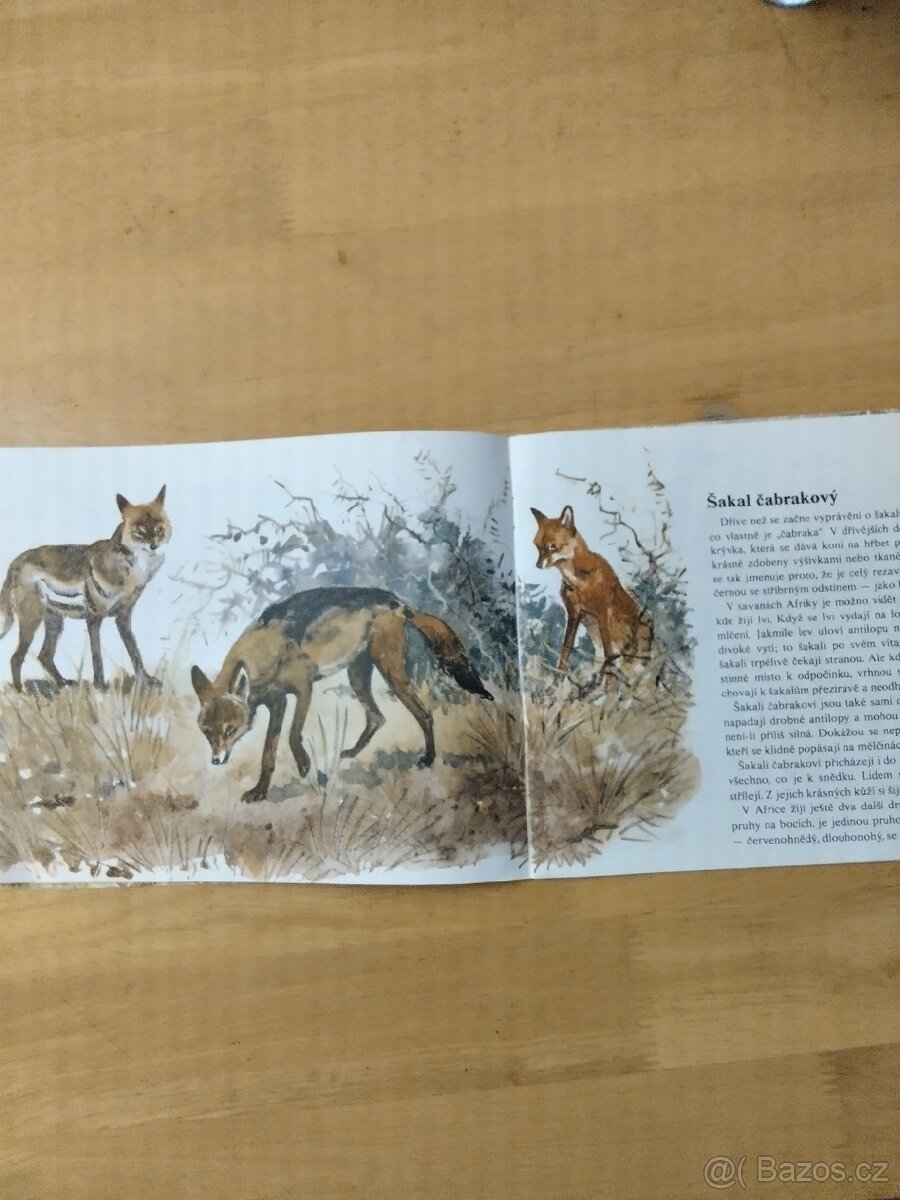 To všechno jsou psi - 2