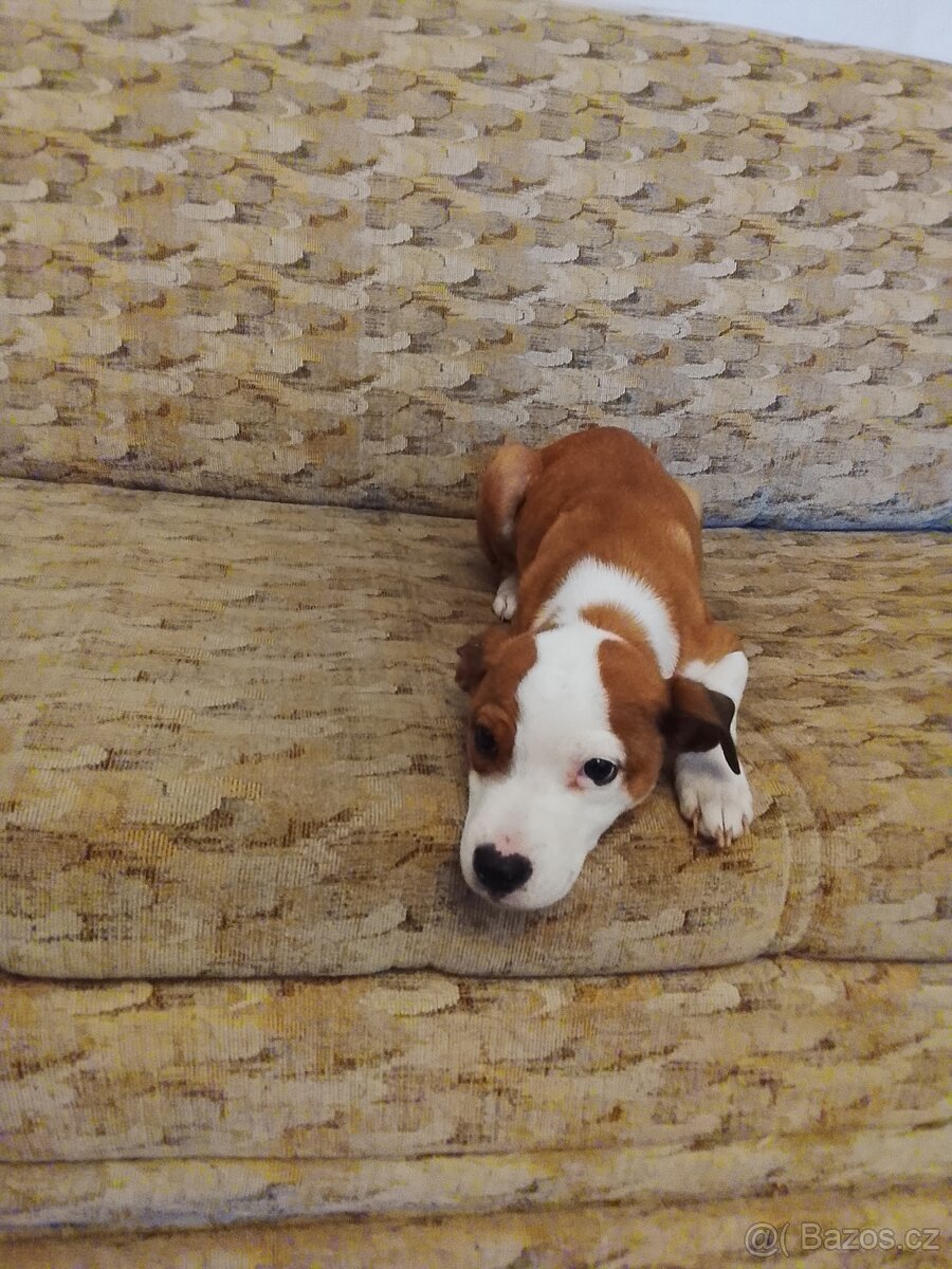 Prodám štěně - 2
