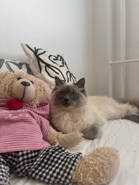 Kočička Ragdoll - 2