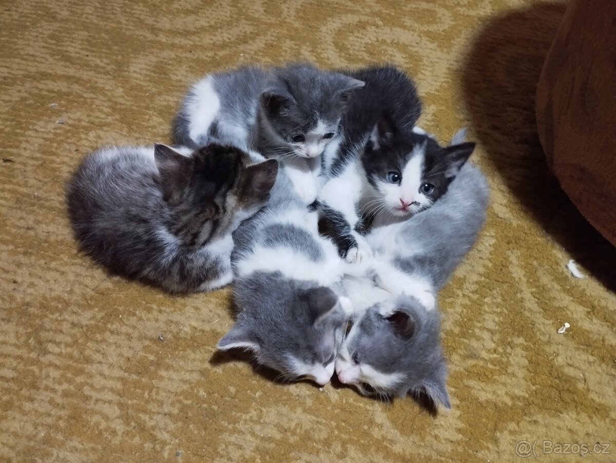 Daruji koťátka - 2