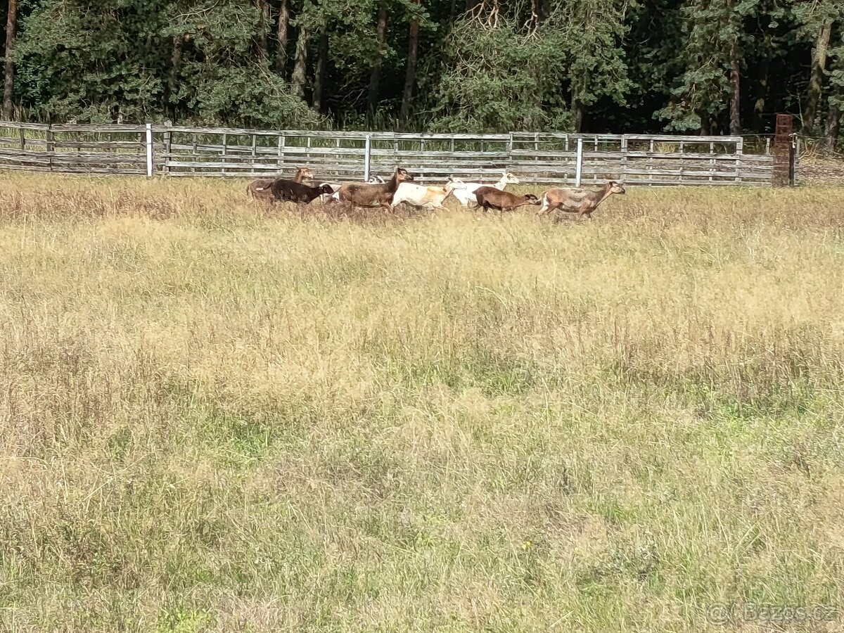 Ovce kamerunské březí - 2