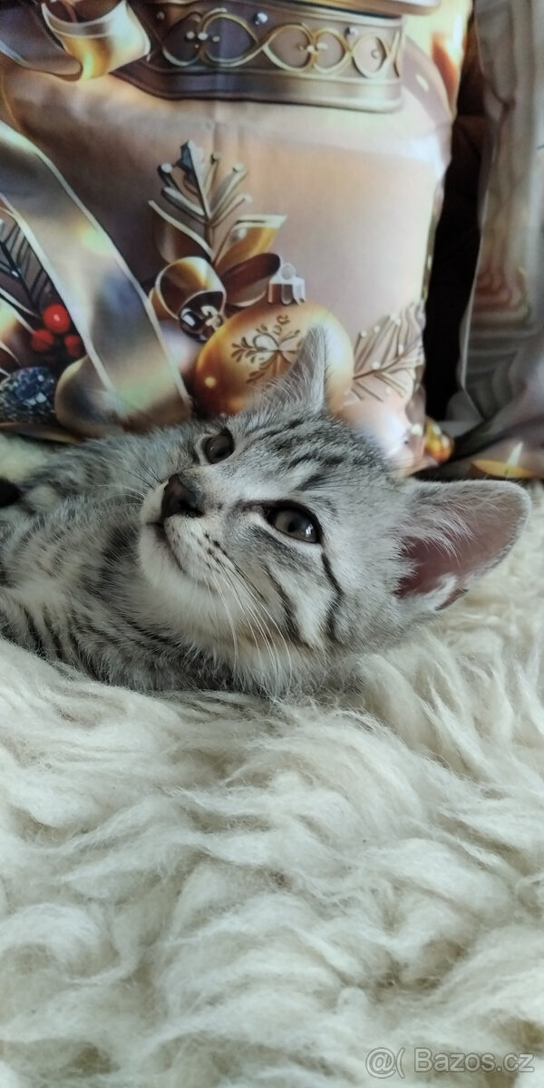 Kotě - egyptská kočka - 2