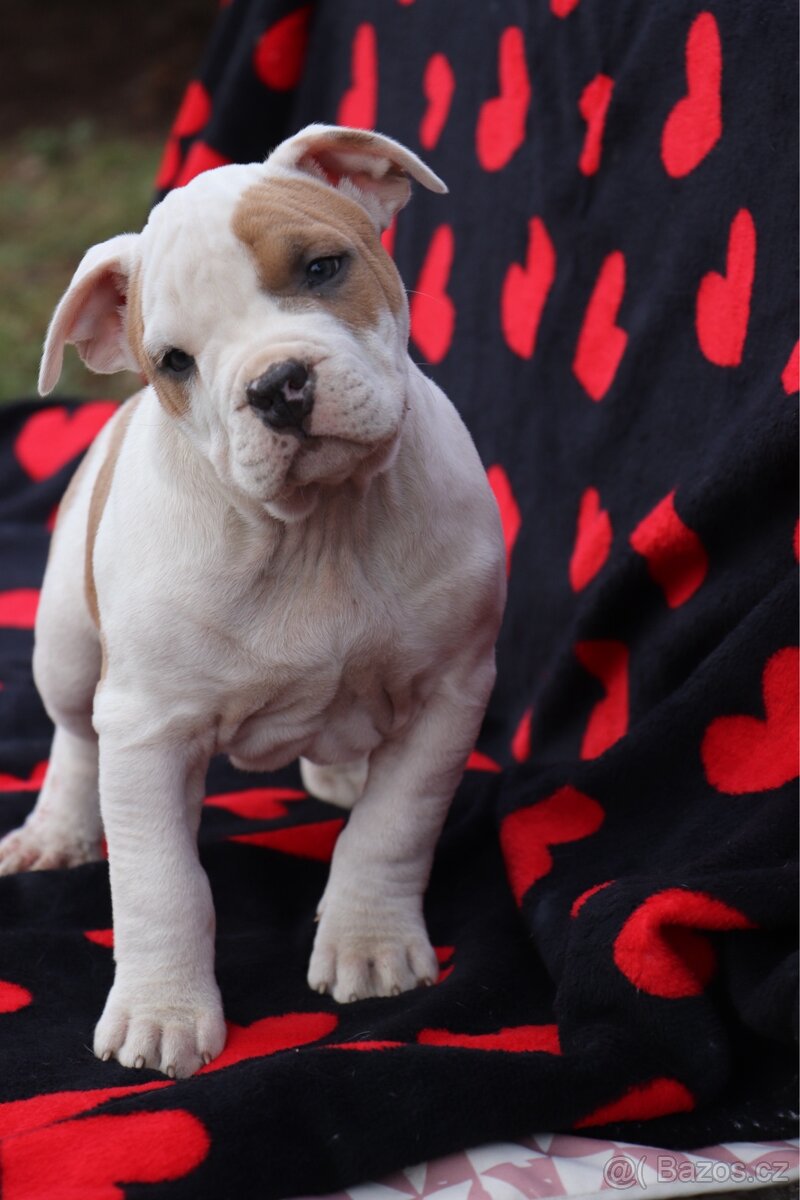 Americký stafordšírský teriér s PP pejsek SPIRIT - 2