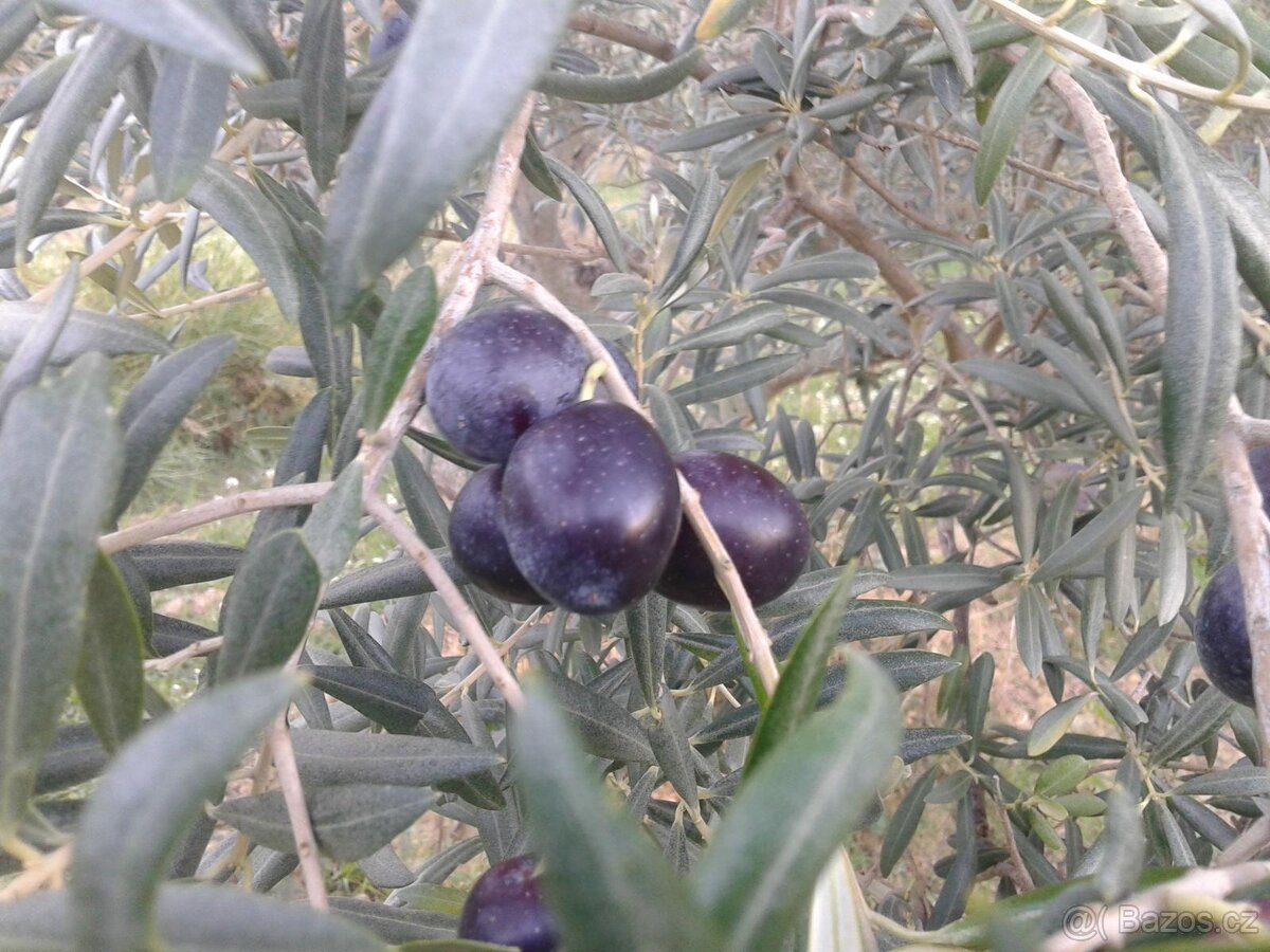 Panenský olivový olej - 2