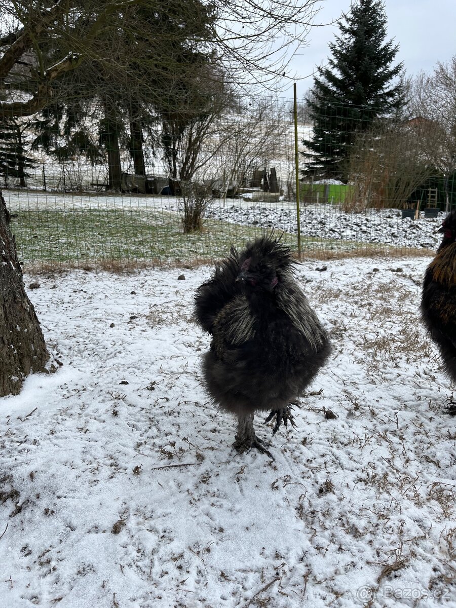 Kohout hedvábničky - 2