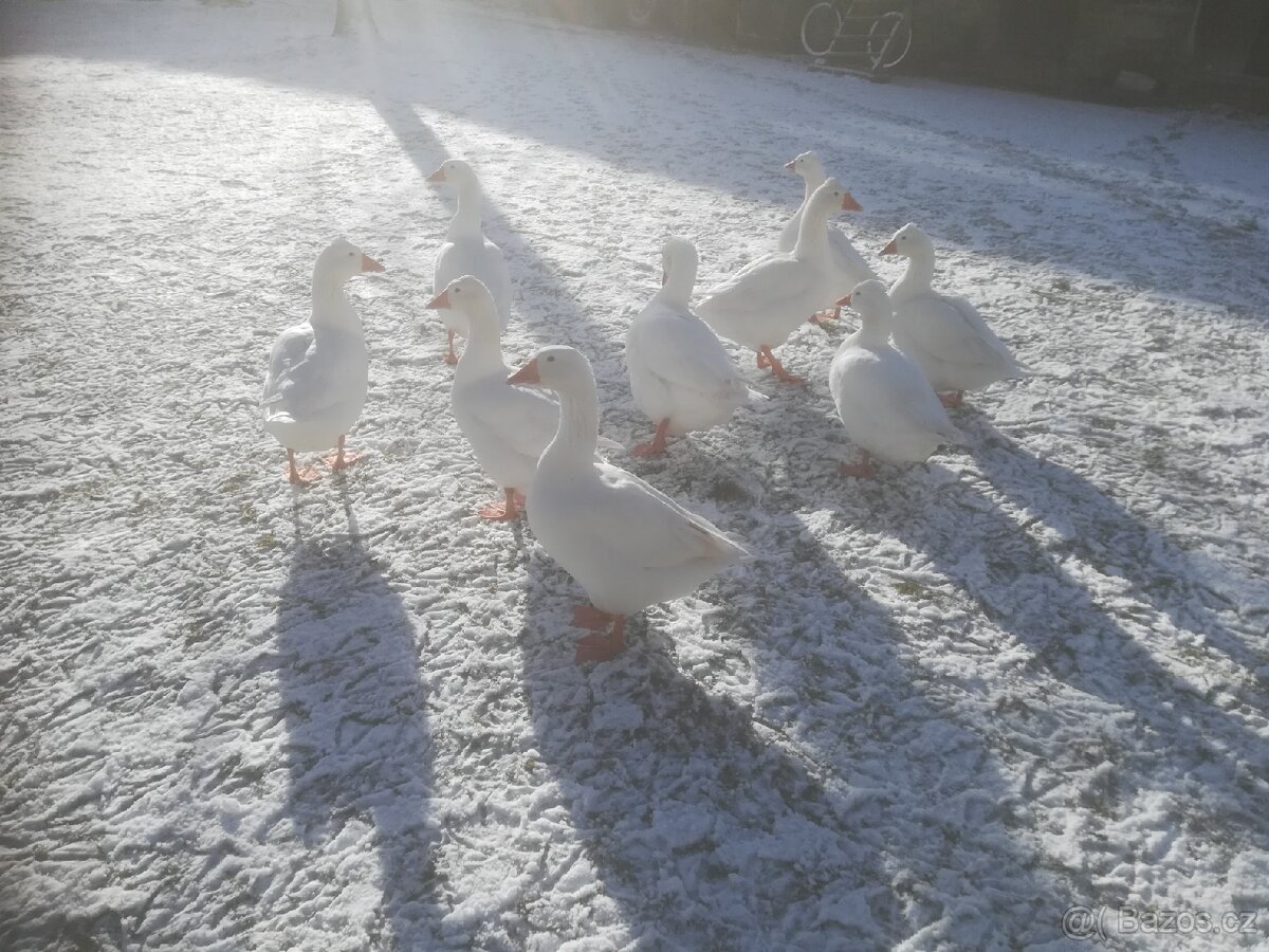 VELKÁ BÍLÁ HUSA - 2