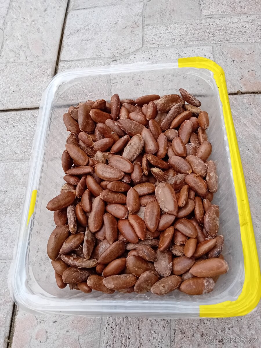 Asimína triloba-semena - 2