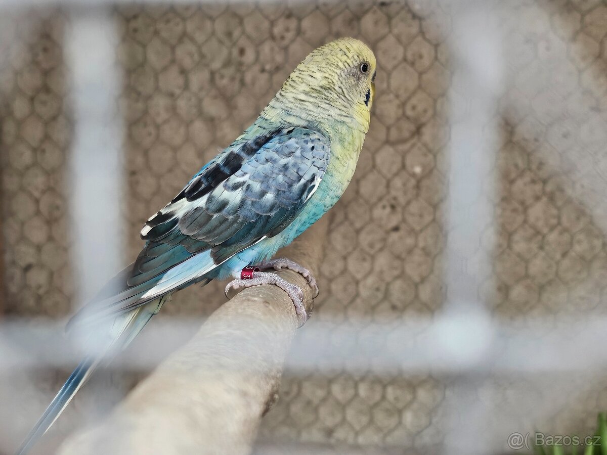 Samec andulky BW - 2