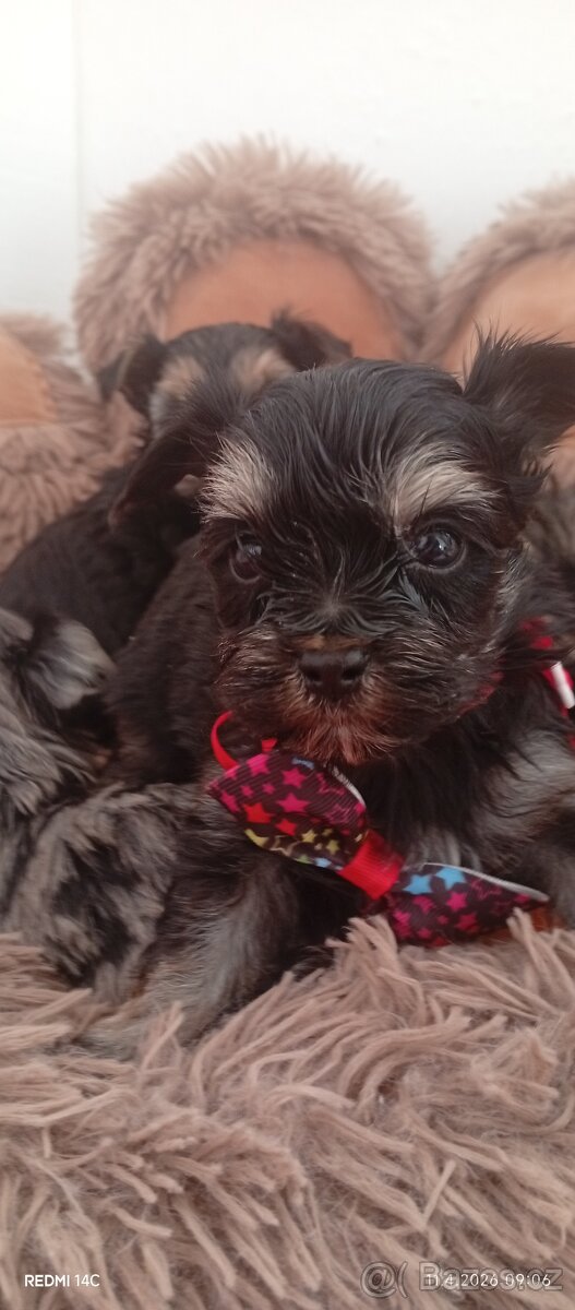 Jorkšírský teriér - 2