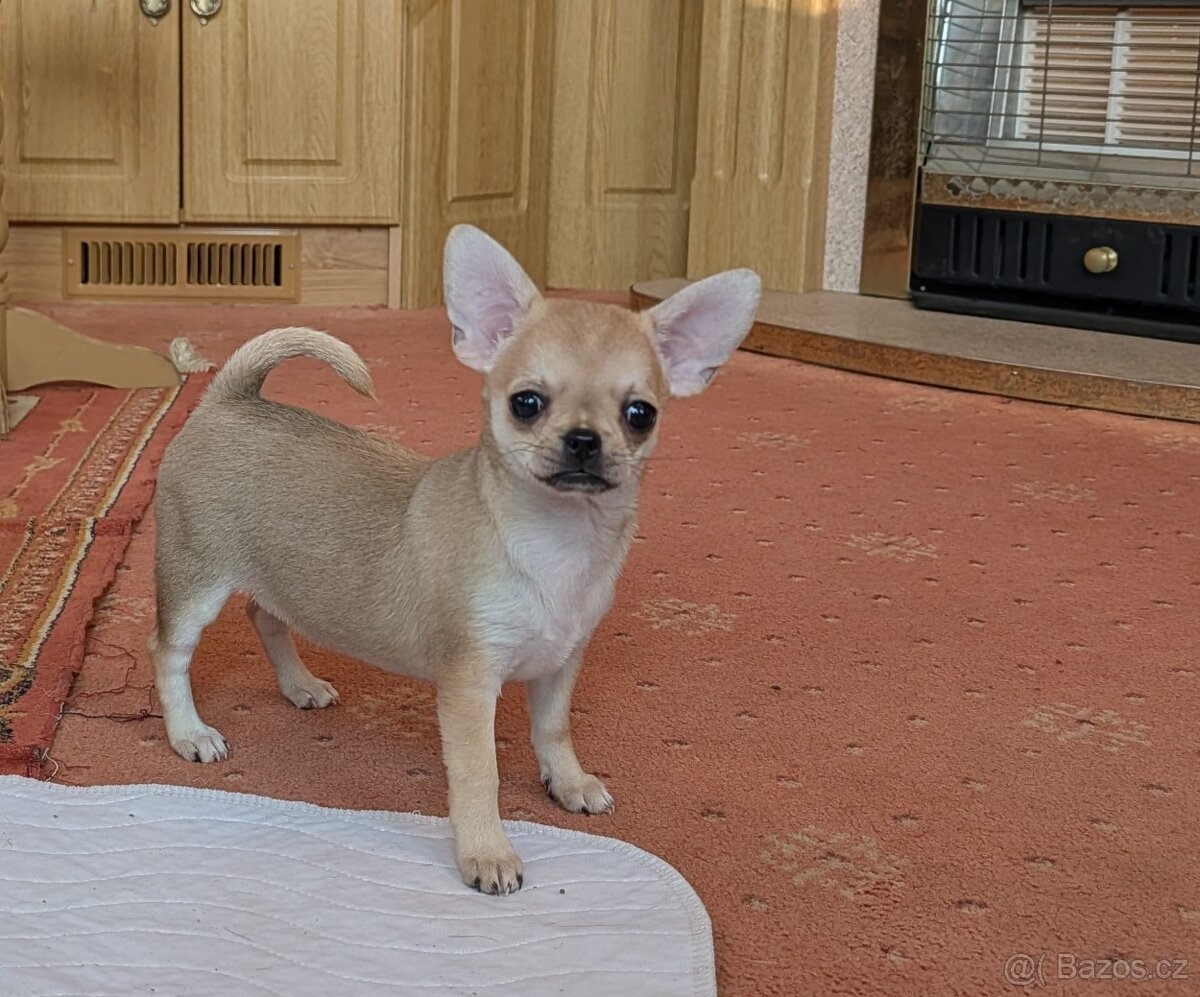 Čivava krátkosrstá s PP - 2