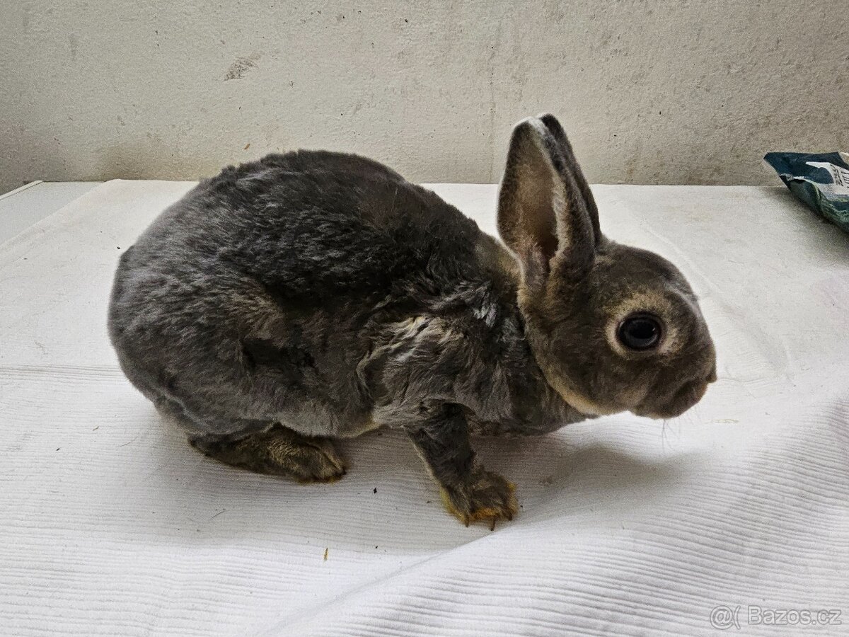 Zakrslý králíček - 2