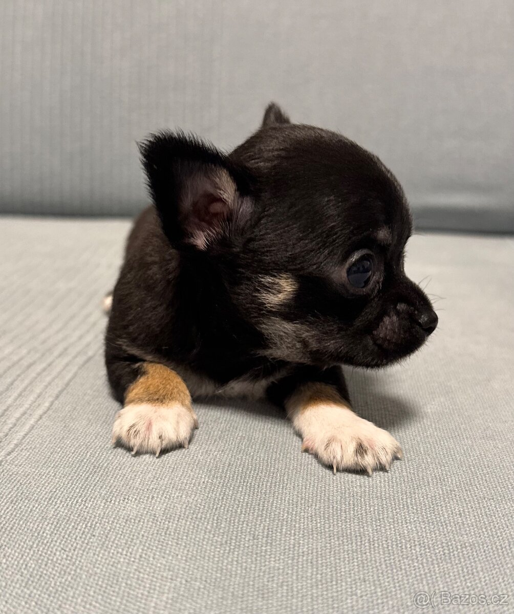 Čivava štěně - 2