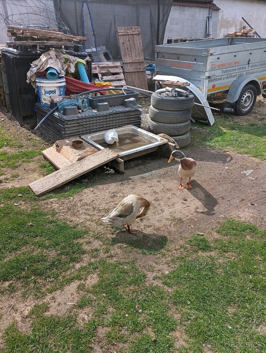 Indický běžec. - 2