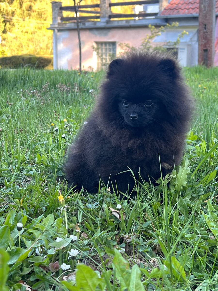 Pomeranian - 2