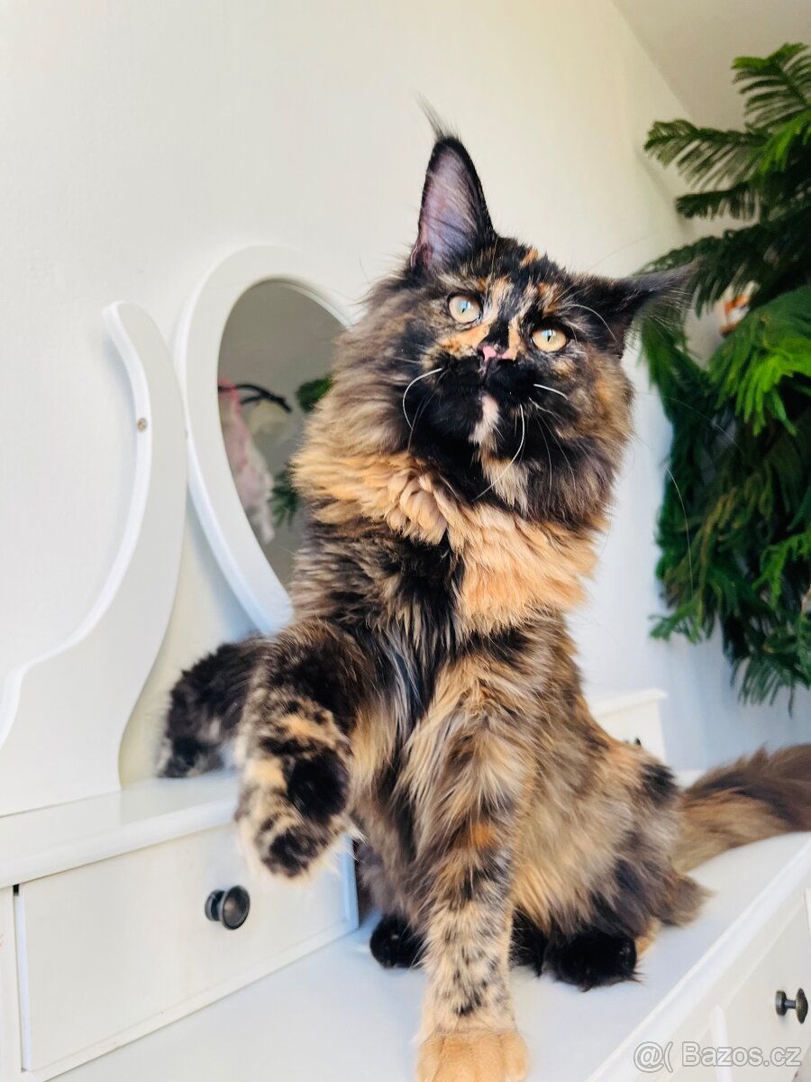 Mainská mývalí s pp - 2