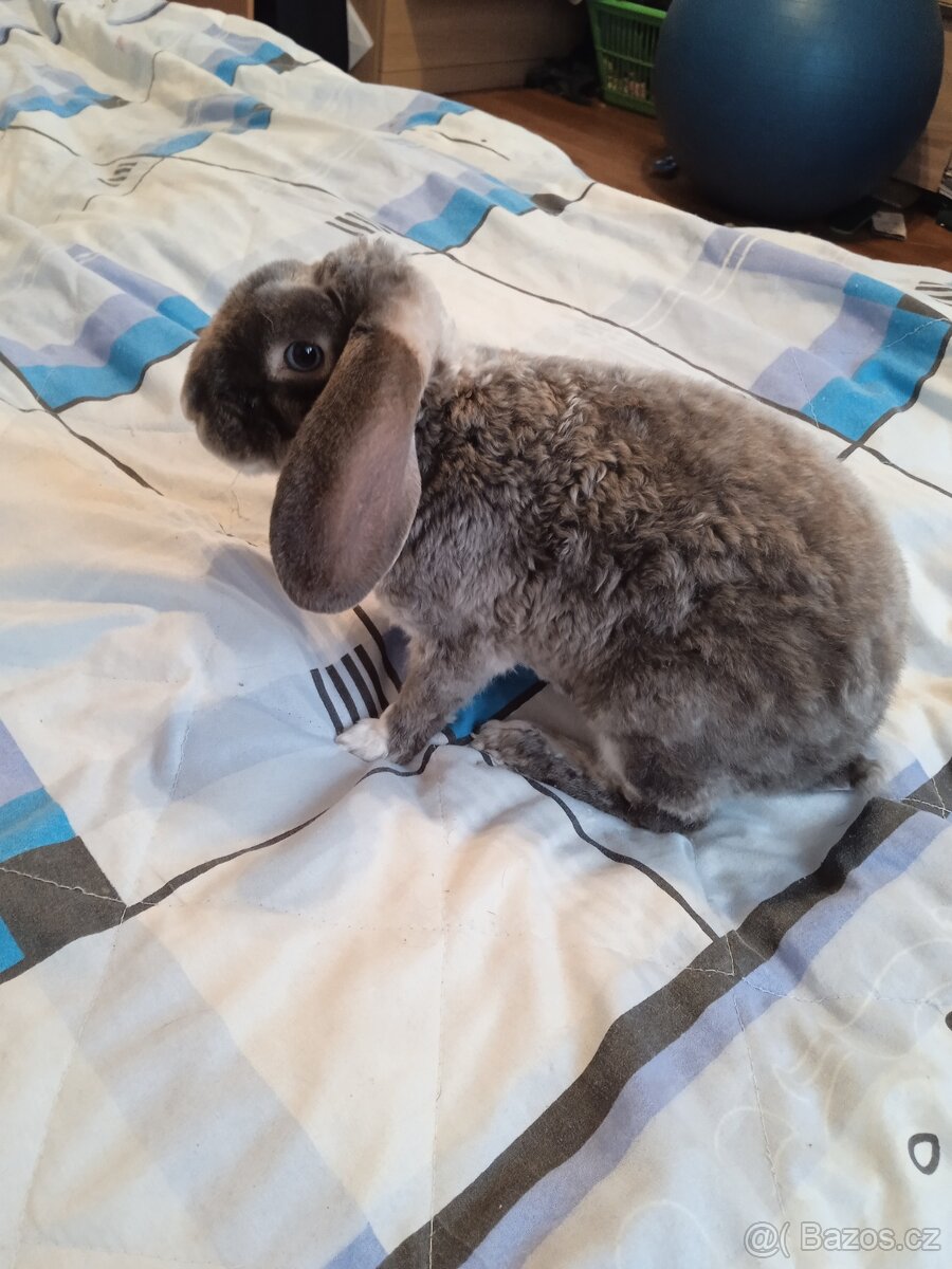 Zakrslý králík beránek rex - 2
