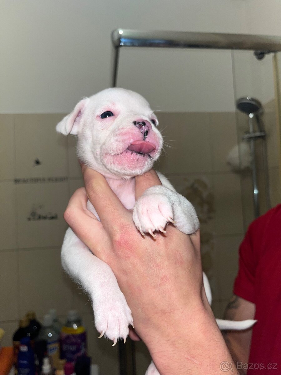Prodám štěňata - 2