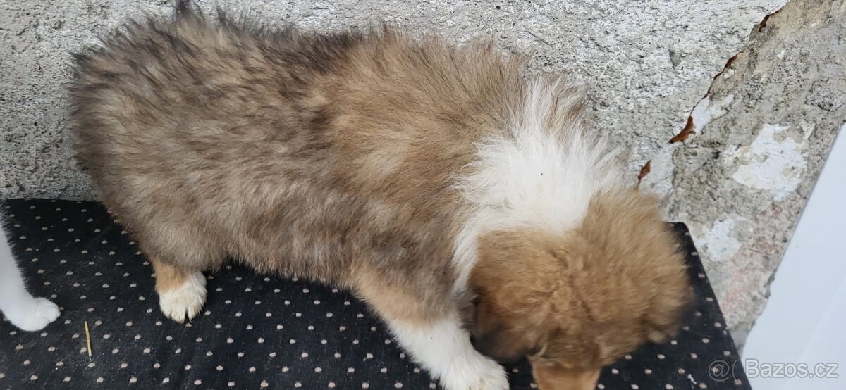 Kolie dlouhosrstá - 2