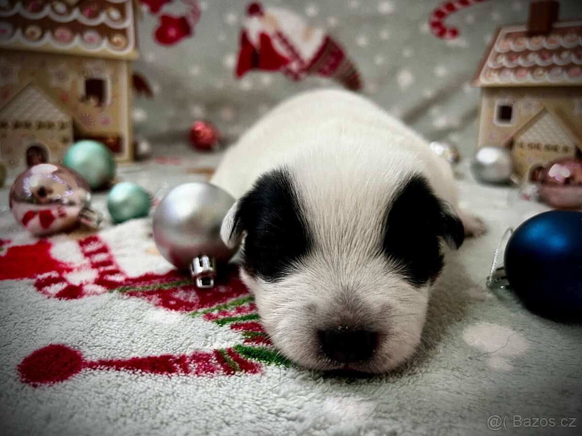 Australský honacký pes s PP (s predpokladmi do športu) - 2