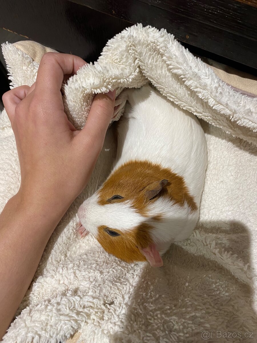 morče - samička - 2