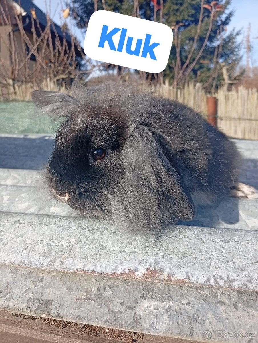 Prodám beránky - 2