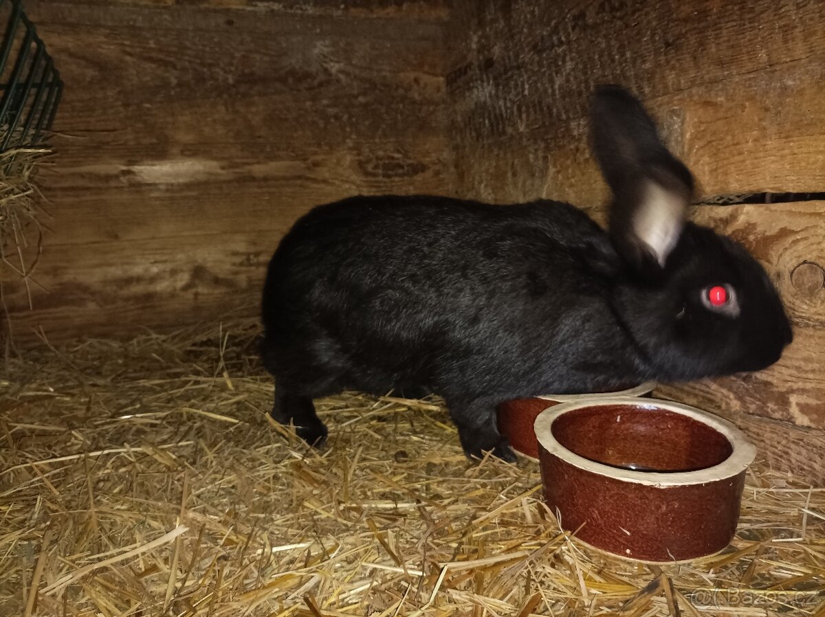 Prodám králíky - 2