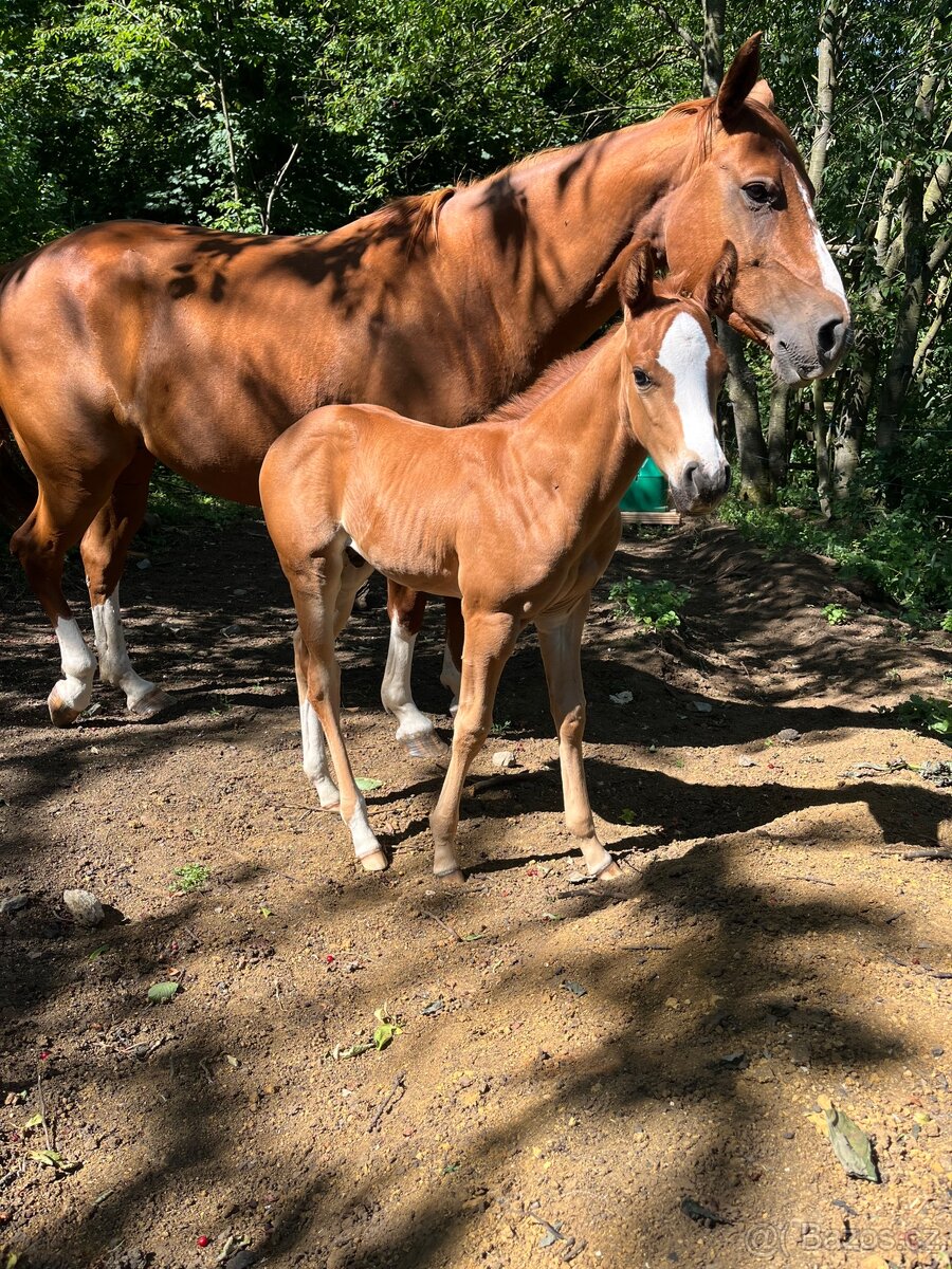 Hřebeček Million po Taris Quo Vadis - 2
