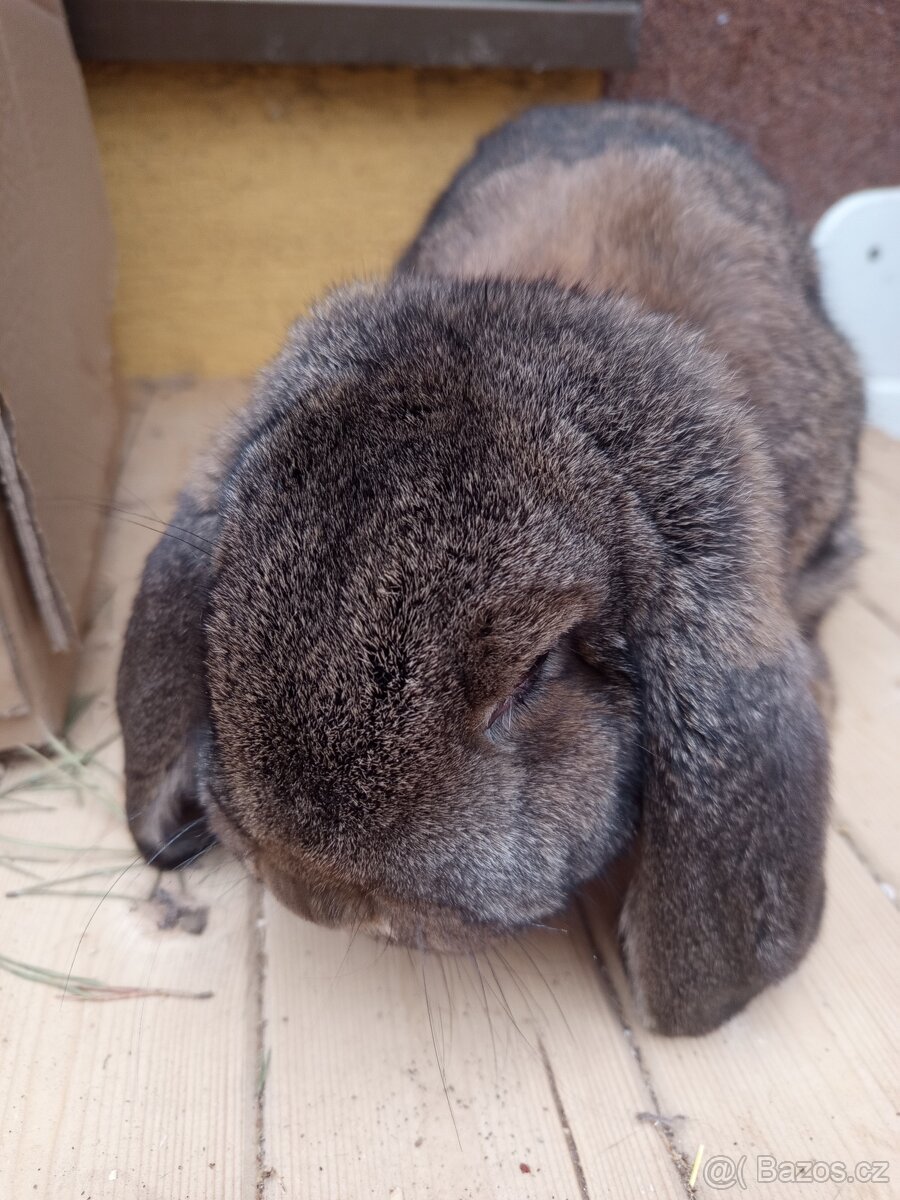 Francouzský beran - 2