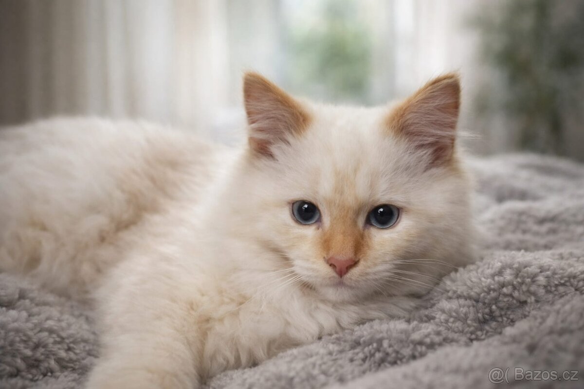 Sibiřská kočka, Něvská maškaráda - 2