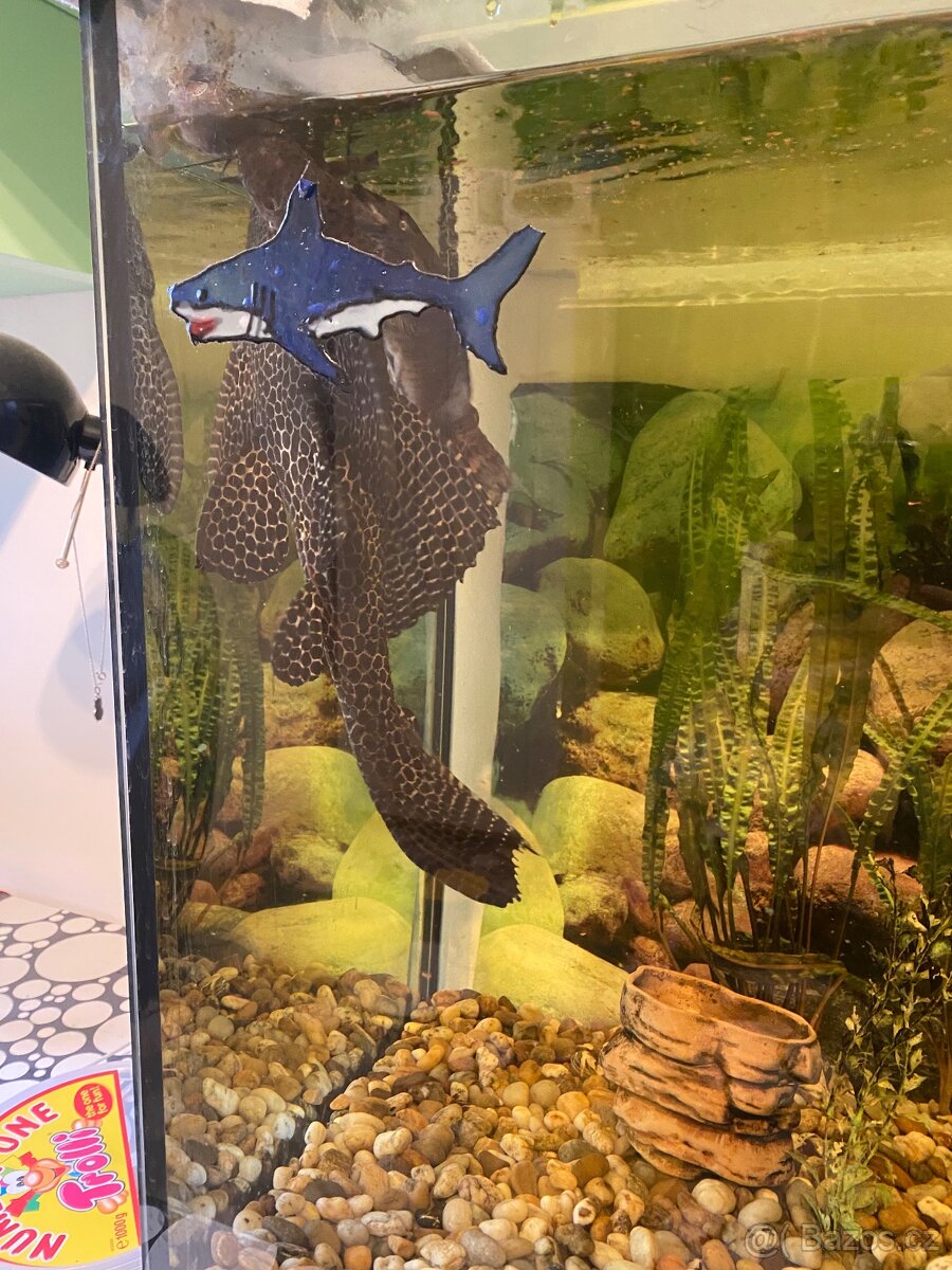 Akvárium - 2