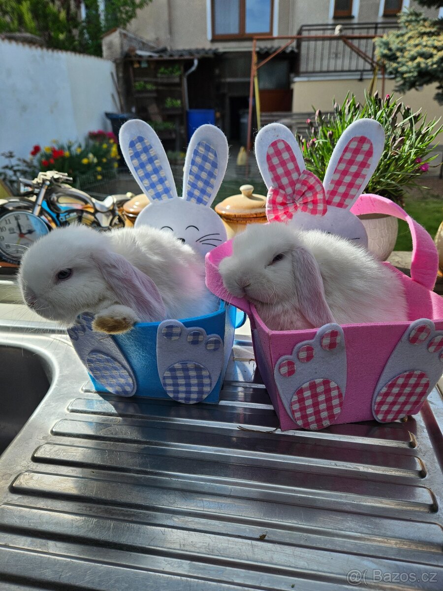 Zakrslý králík - 2