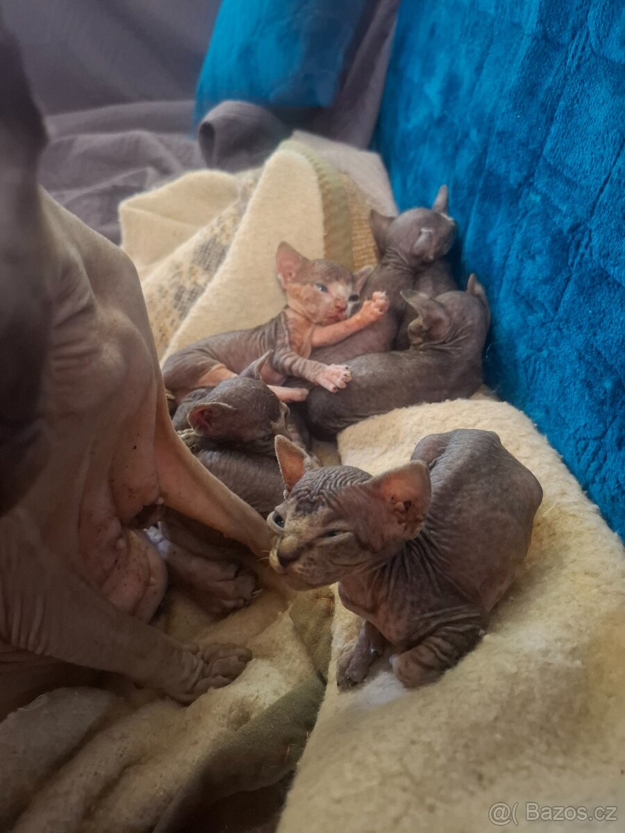 sphynx - 2