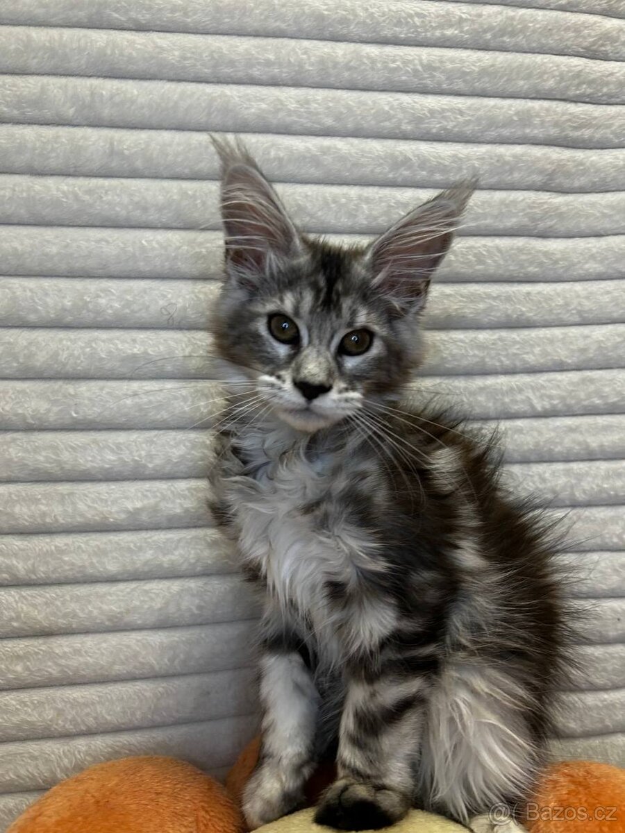 Maciatko maine coon s PP s PP MeriHor - 2