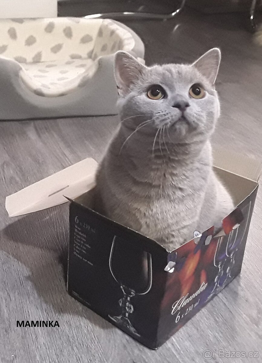 Britské modré koťátko britské kotě - 2