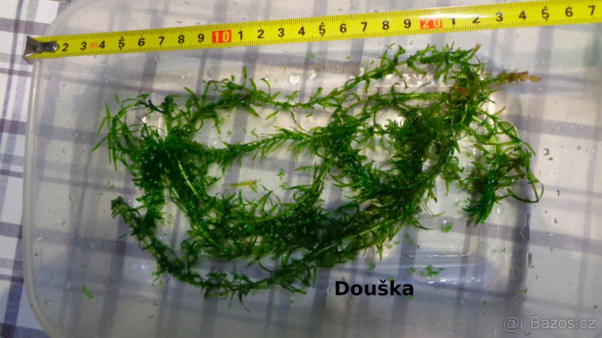 Akvarijní rostliny Ludwigia, Douška Růžkatec - 2