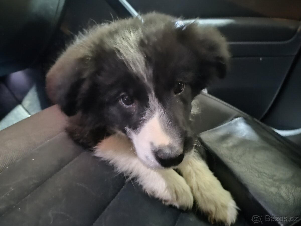 Border kolie bez PP - 2