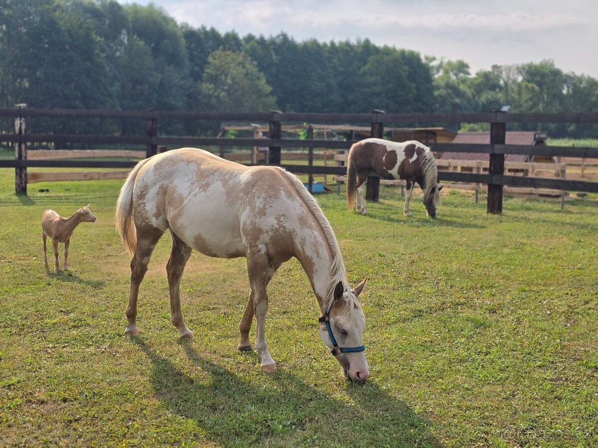 Výjimečná klisna APH - 2