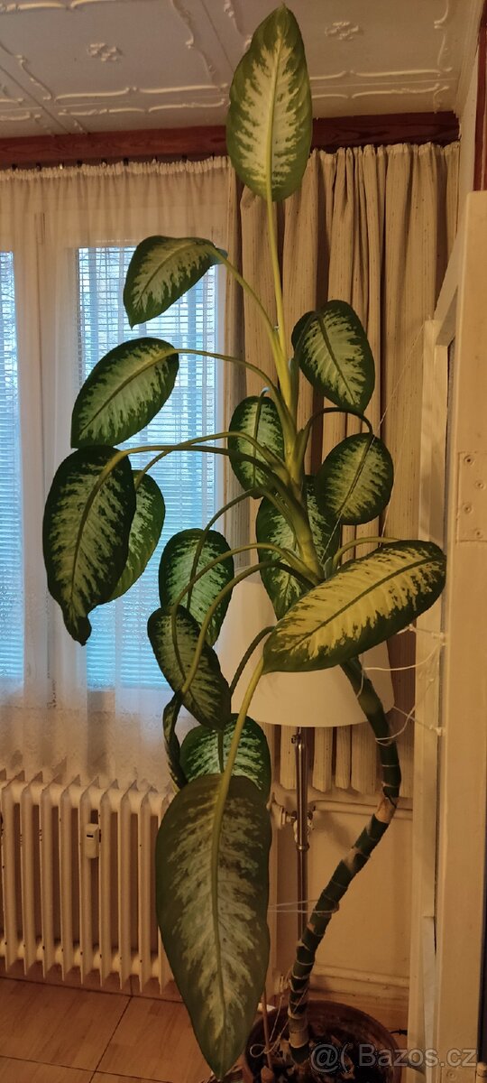 Vzrostlá difenbachie - 2