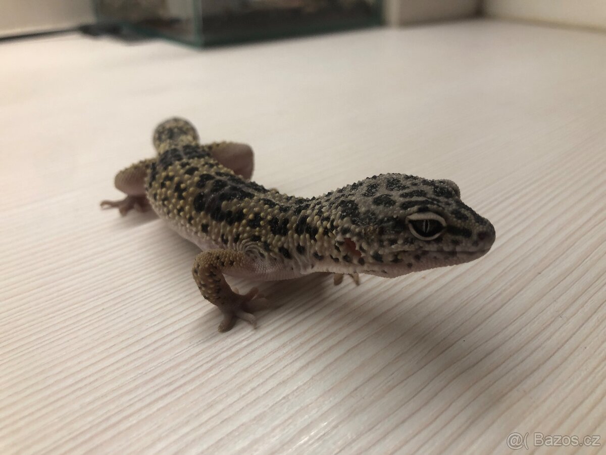 Gekončík noční - 2