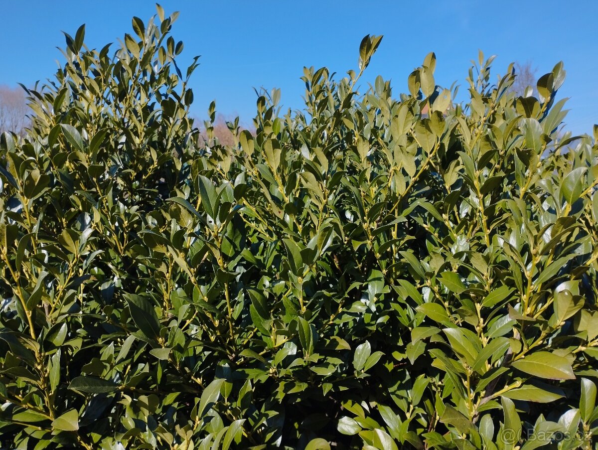 Sazenice bobkovišně - 2