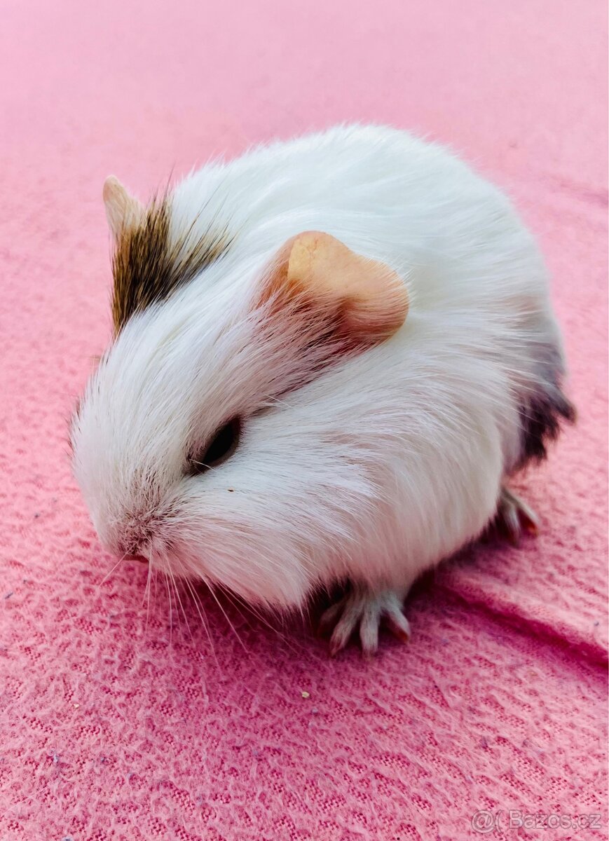 Morče hladkostrsté - 2