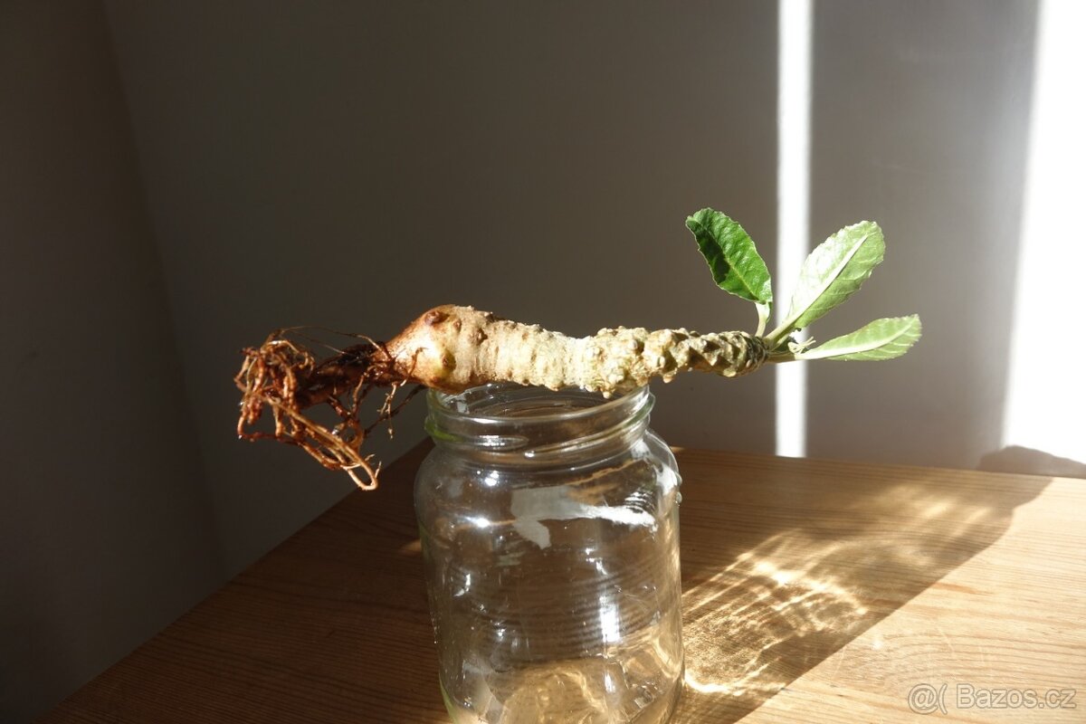 Sukulent, Dorstenia foetida - 2