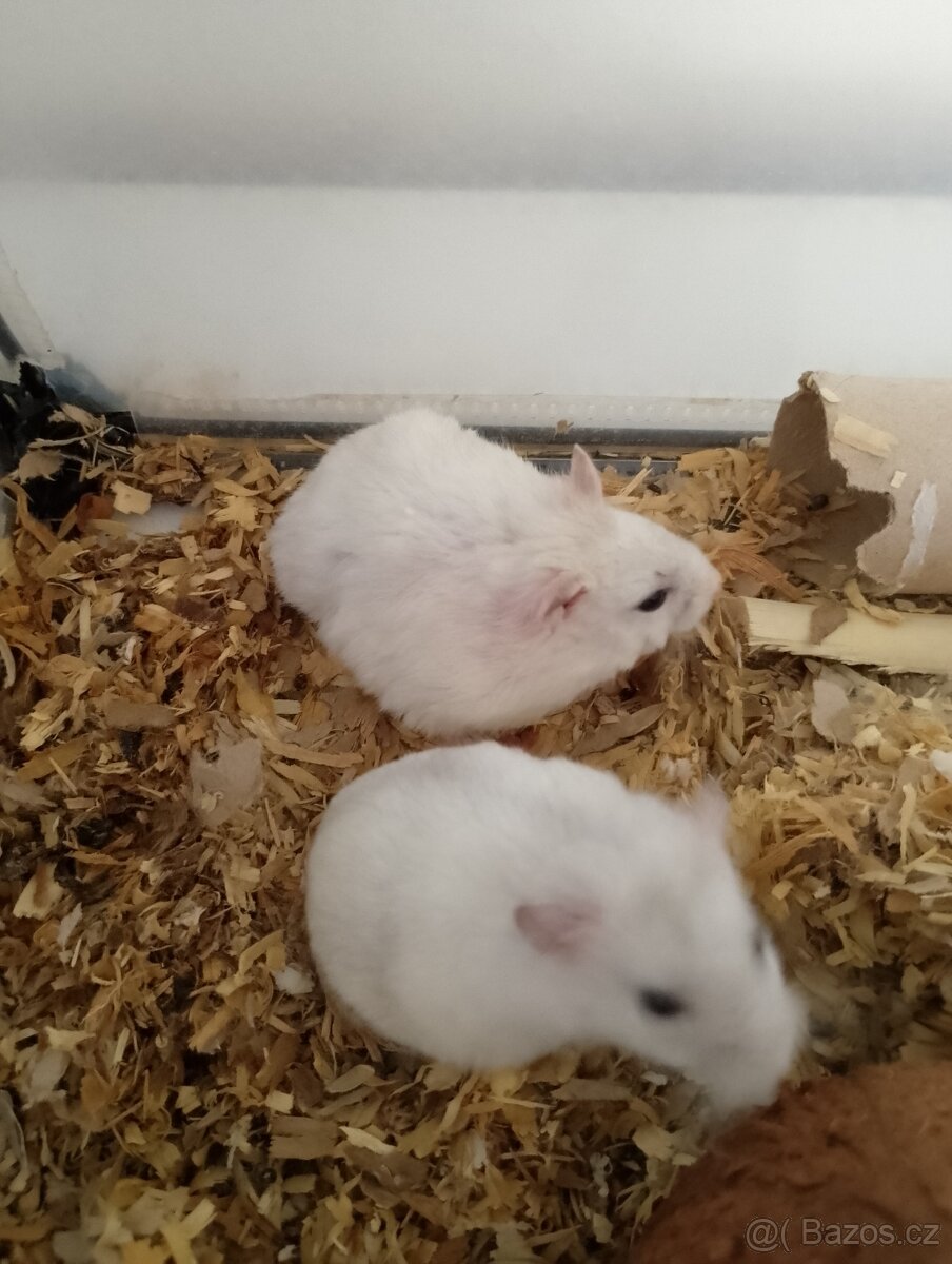 Křeček džungarský samice - 2