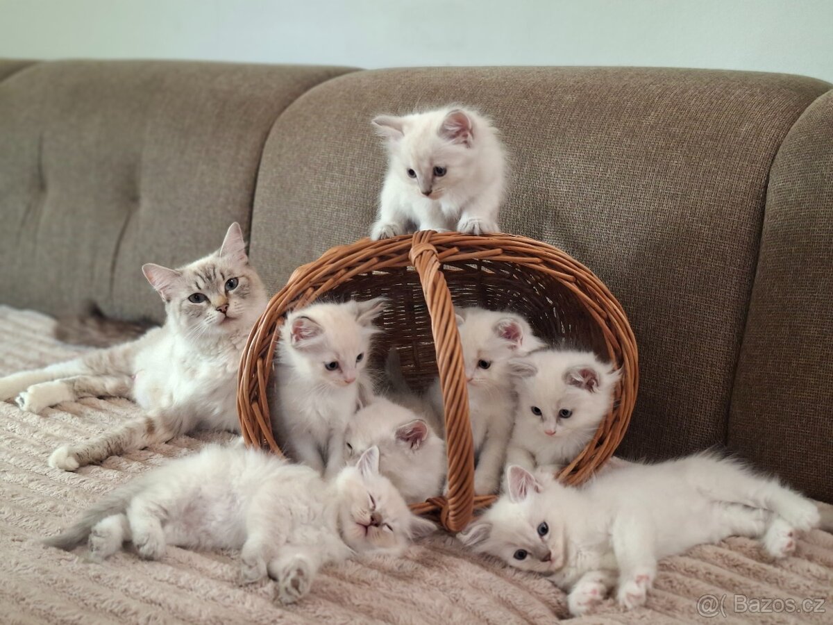 Ragdoll - 2
