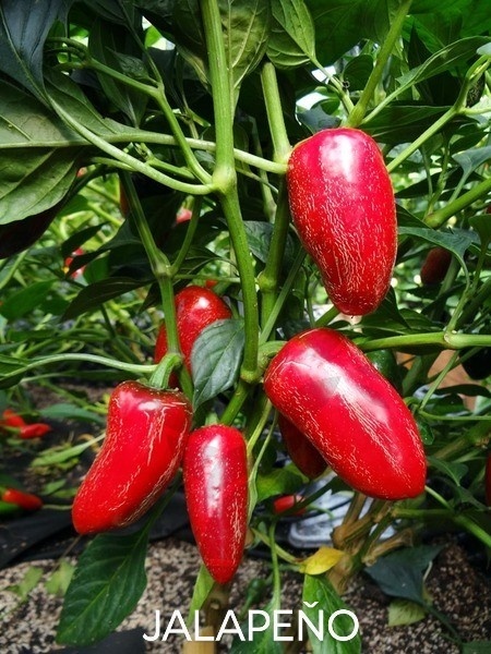 Semínka chilli papriček, paprik a rajčat - 2