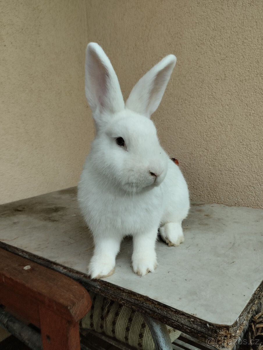 Vídeňský bílý - 2