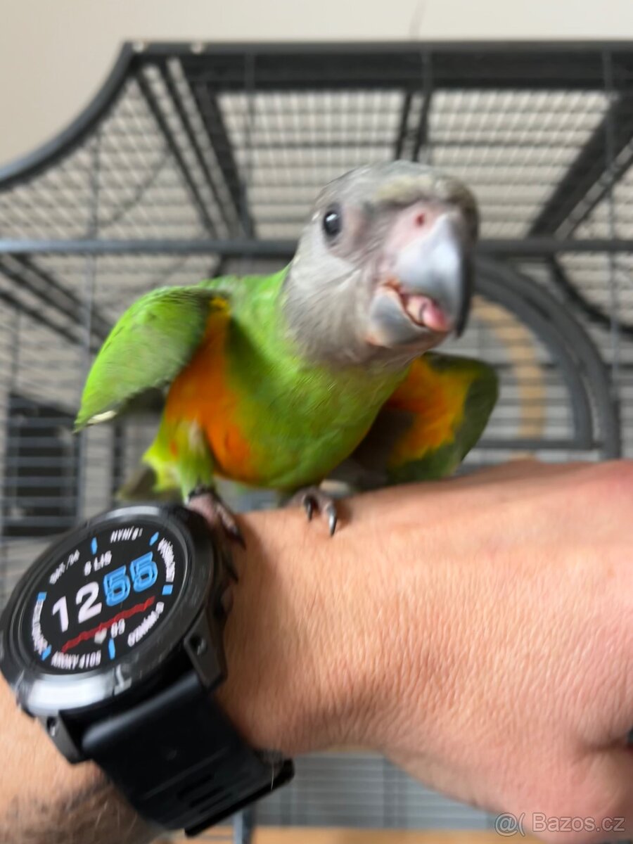 Dokrmený papoušek senegalský - 2